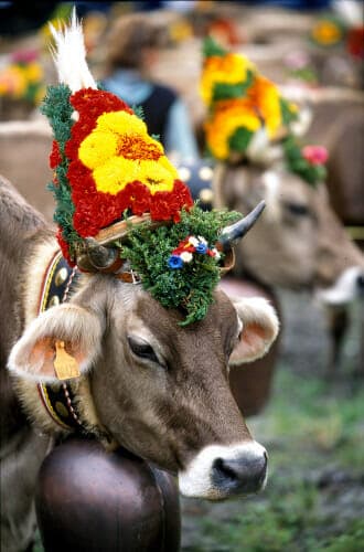 Désalpes celebration: It's a good day to be a cow.