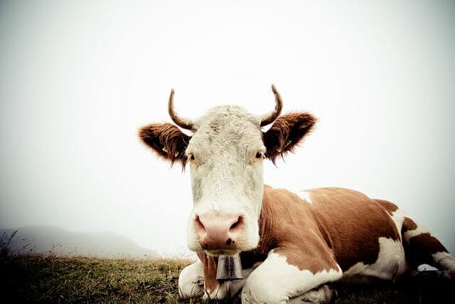 Not everyone runs in Grindelwald. Some take life a bit more leisurely.