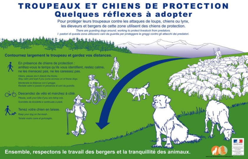 Advice for encounters with 'Patou', or guardian dogs