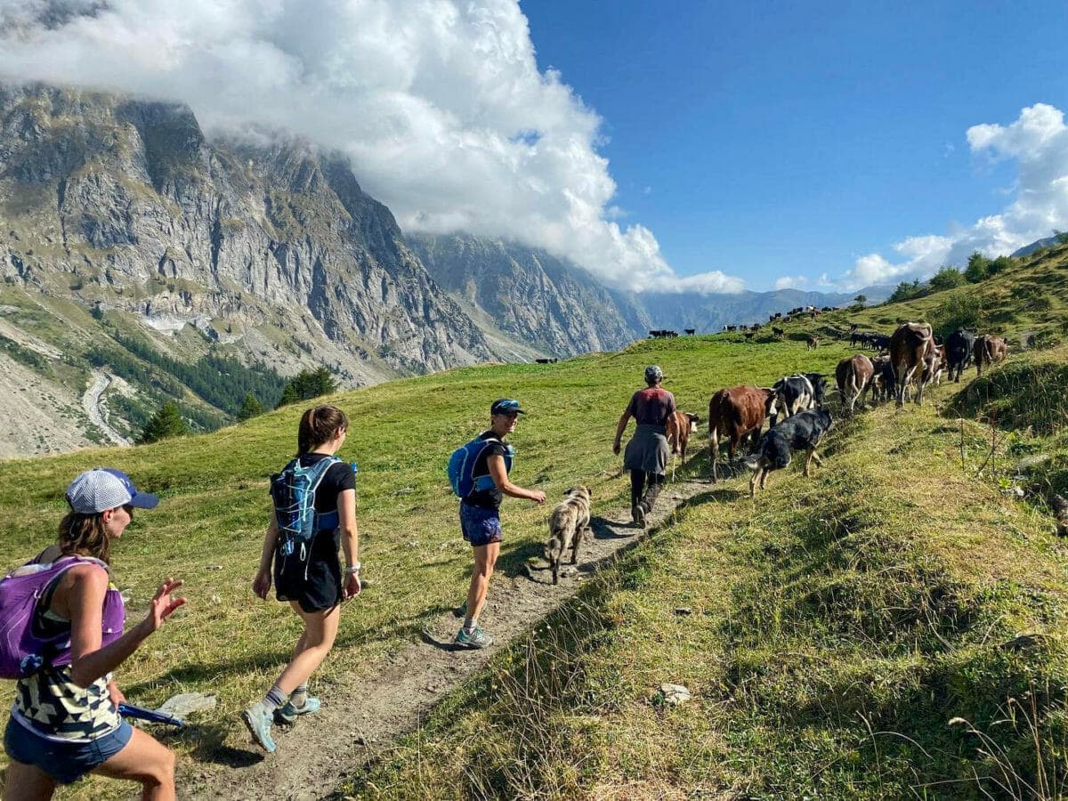 cows on trail