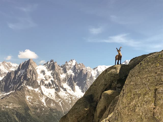 Young ibex standing on rock above Chamonix