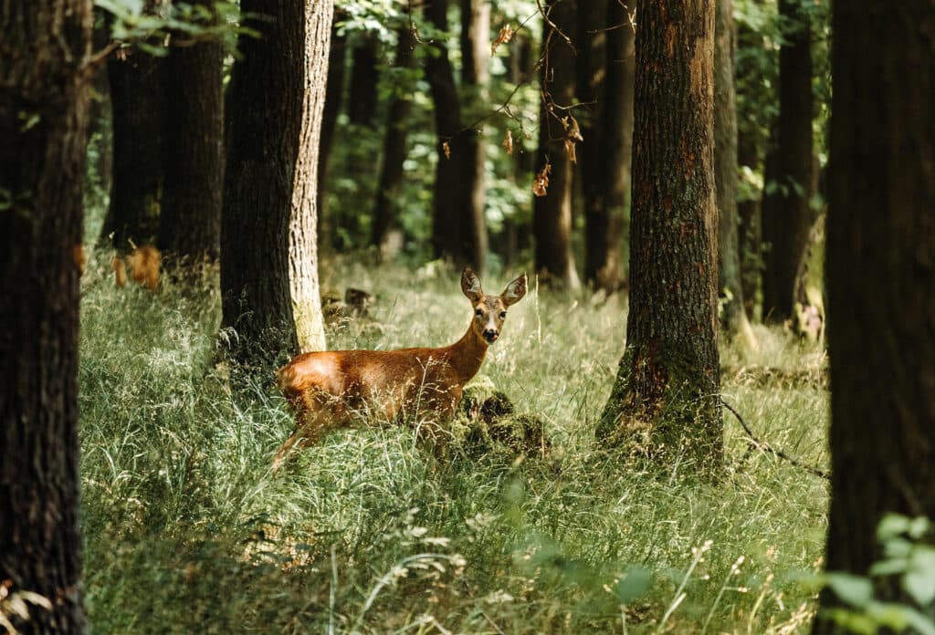 deer