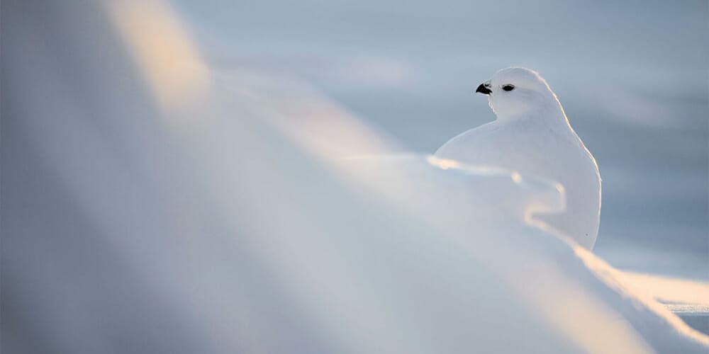 rock ptarmigan in flight
