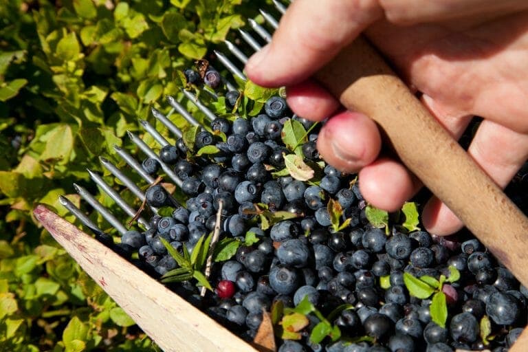 Myrtille berries (wild blueberries) being harvested