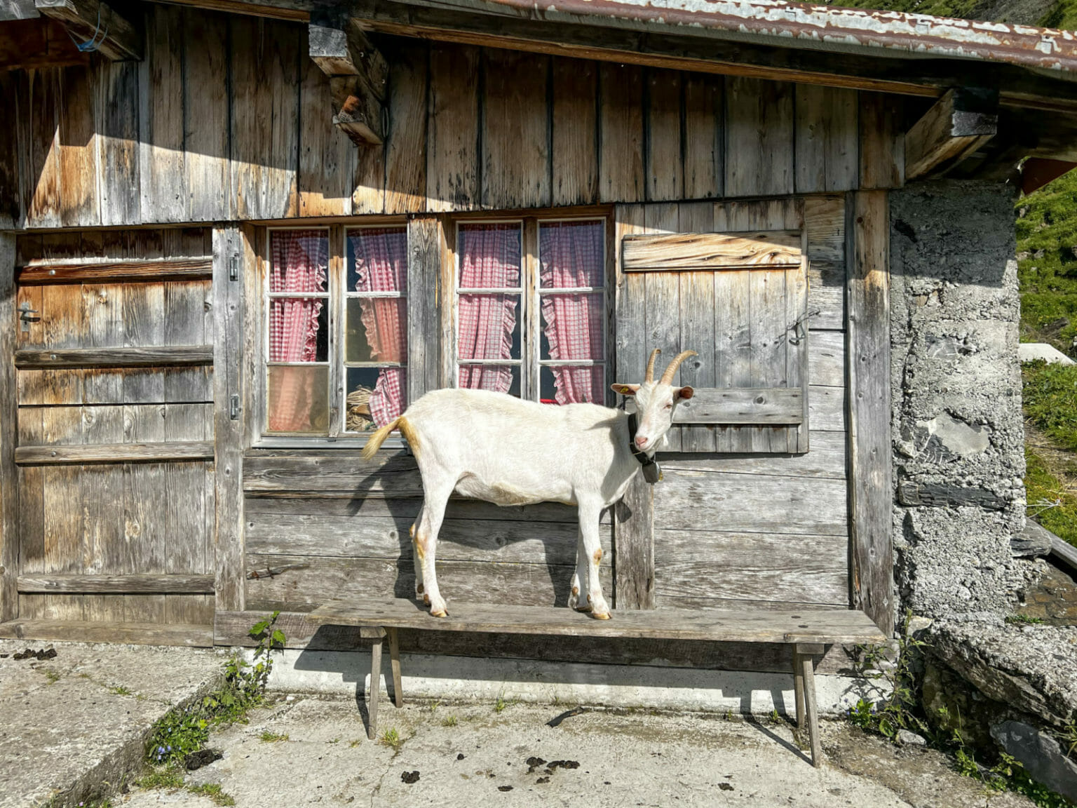 Goat and gingham curtains