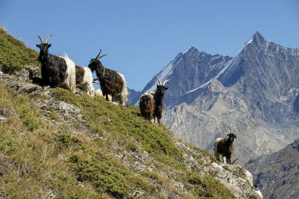 Goats