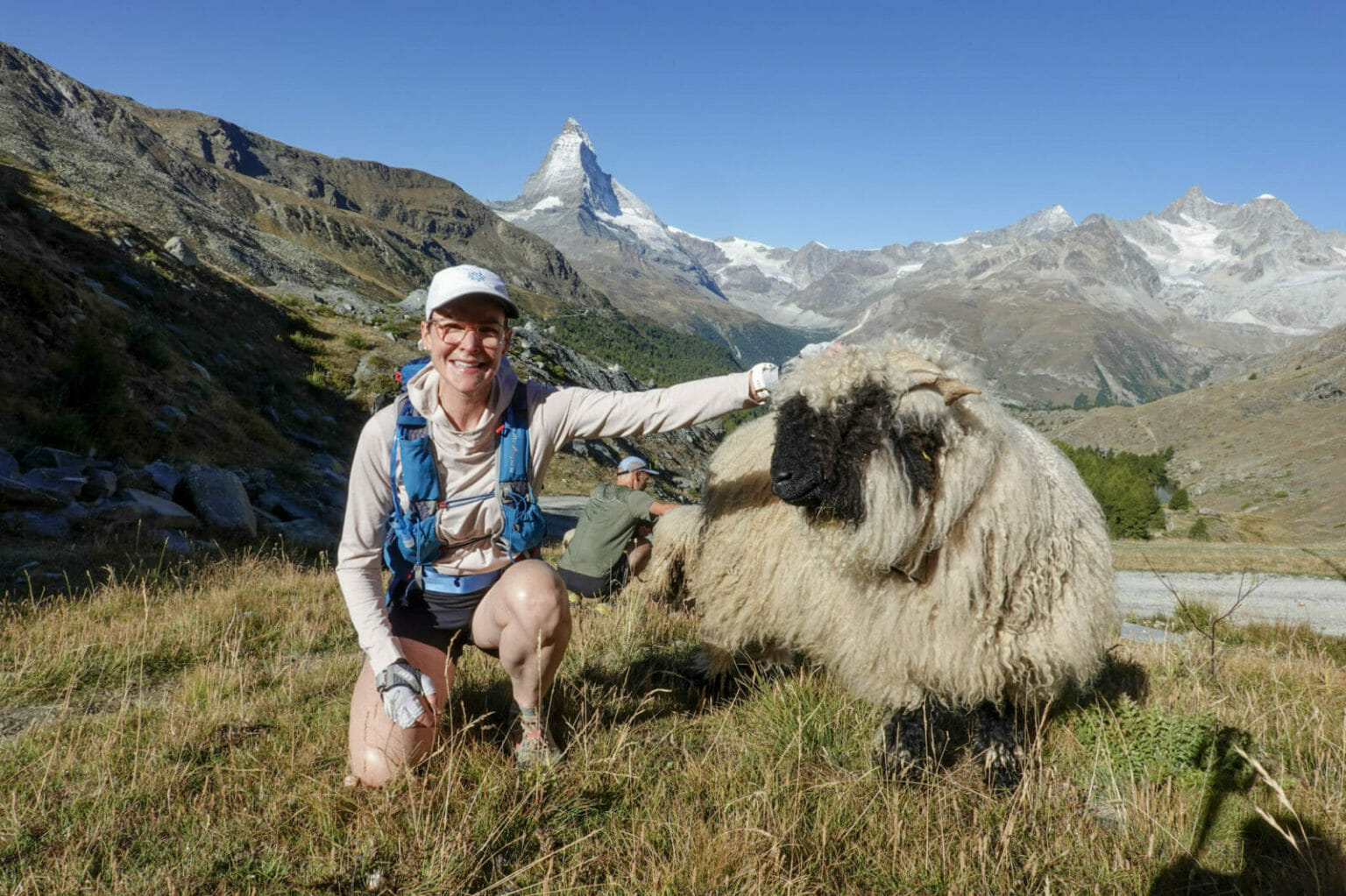 blacknose sheep above Zermatt
