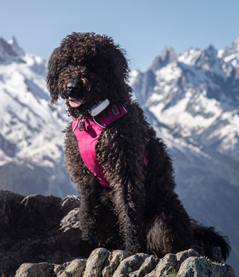Izzy on the Aiguillette des Posettes