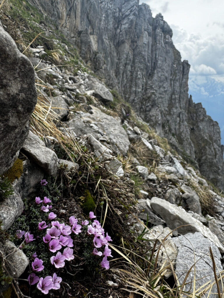flowers on the side of a mountain
