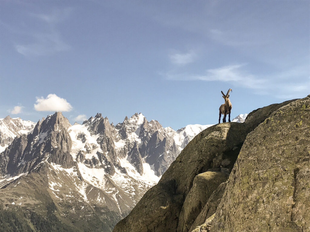 Young ibex standing on rock above Chamonix